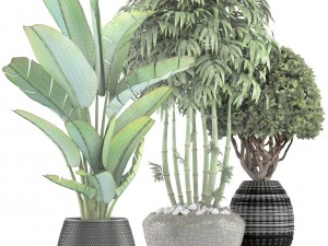 collection of tropical plants 3D Model