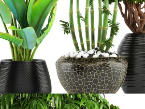 collection of tropical plants 3D Model
