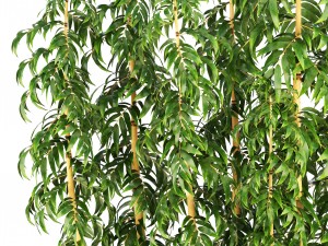 golden bamboo trees 3D Модель