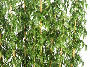 golden bamboo trees 3D Модель