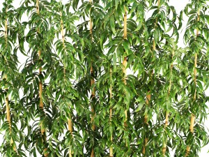 golden bamboo trees 3D Модель
