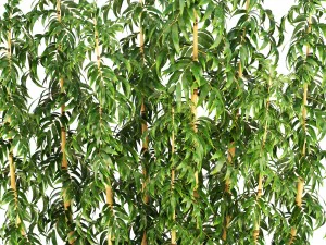 golden bamboo trees 3D Model