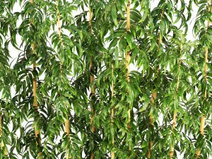 golden bamboo trees 3D Model