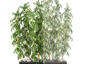 golden bamboo trees 3D Model