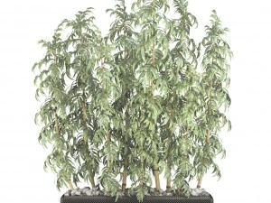 golden bamboo trees 3D Model