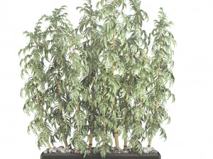 golden bamboo trees 3D Модель