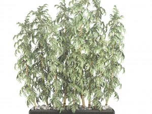 golden bamboo trees 3D Model