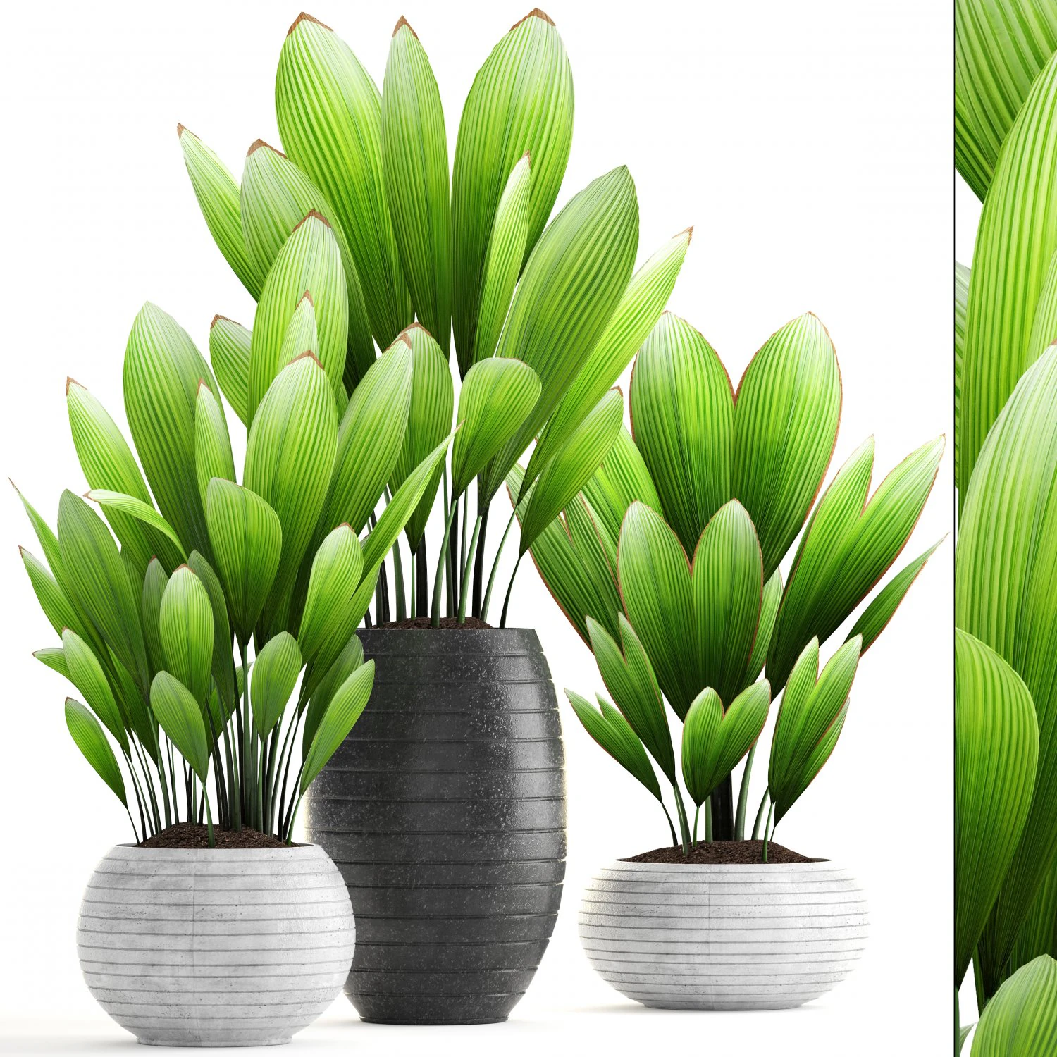 palm grass 3D Model .c4d .max .obj .3ds .fbx .stl .blend 