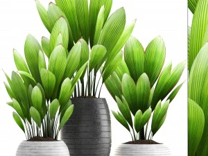 grama de palmeira Modelo 3D