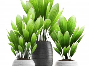 palm grass 3D Model
