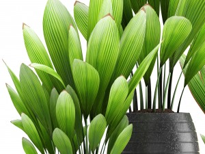 palm grass 3Dモデル