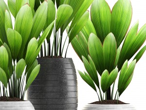 palm grass 3Dモデル