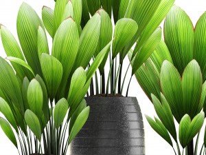 palm grass 3Dモデル