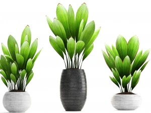 palm grass 3D Model