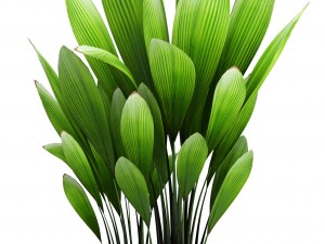 palm grass 3Dモデル