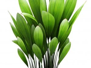 palm grass 3D Model