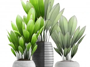 palm grass 3D Model