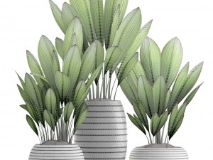palm grass 3Dモデル