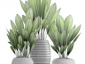 palm grass 3D Model