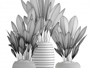 palm grass 3Dモデル