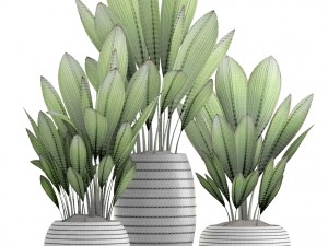 palm grass 3Dモデル