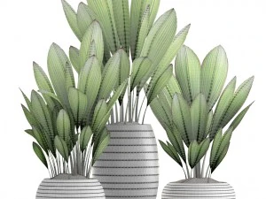 palm grass 3D Model