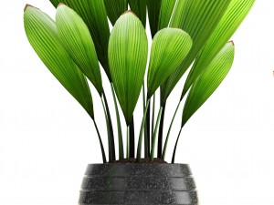 palm grass 3Dモデル
