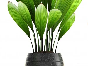 palm grass 3D Model