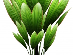 palm grass 3Dモデル