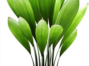 palm grass 3D Model