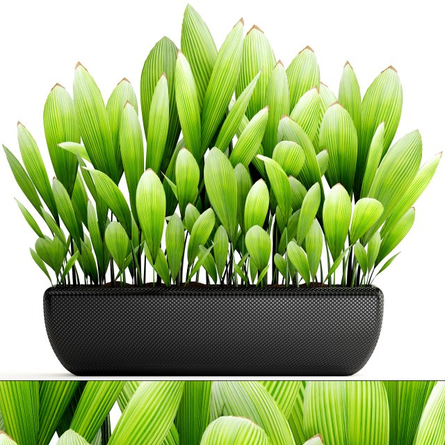 palm grass 3D Model .c4d .max .obj .3ds .fbx .stl .blend 
