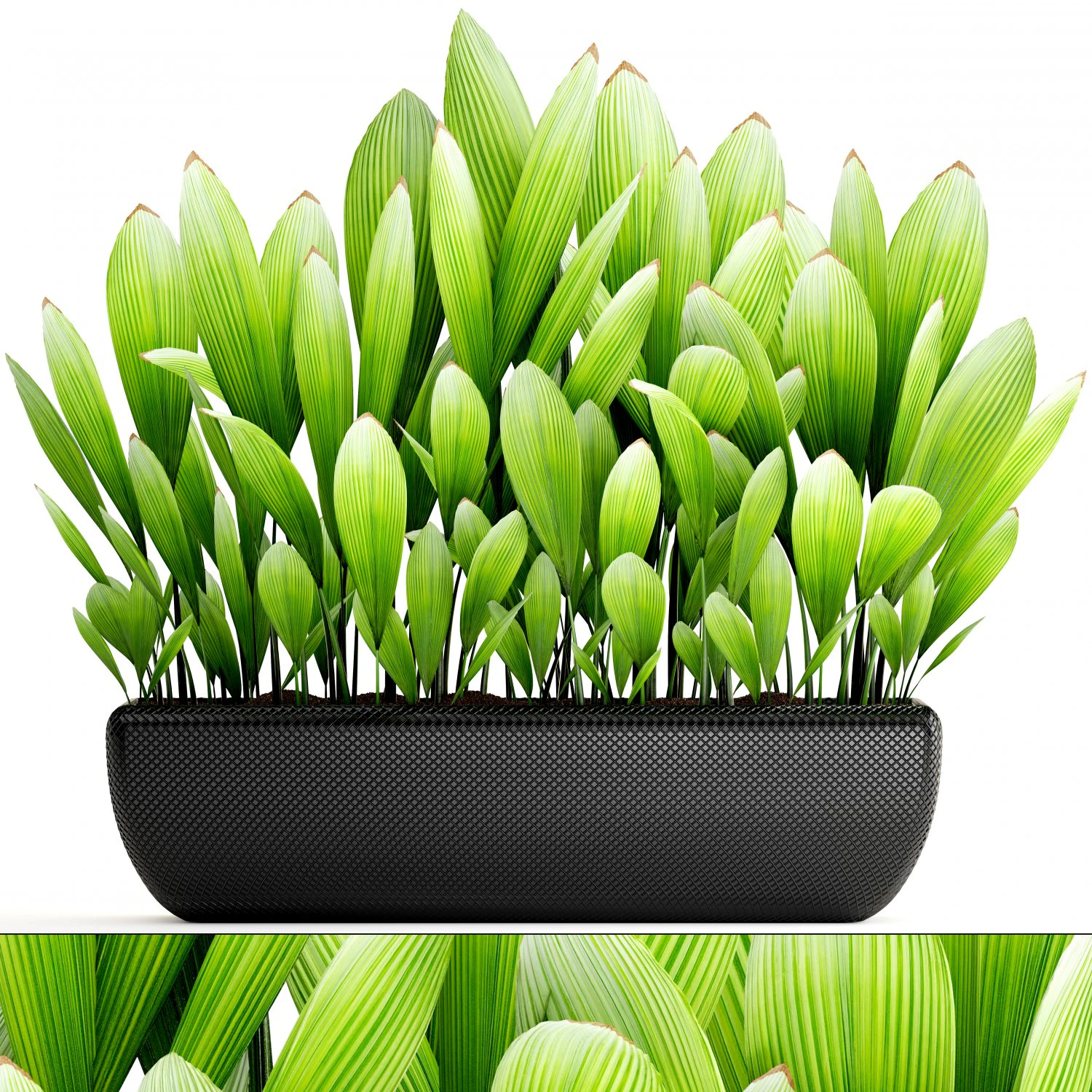 palm grass 3D Model .c4d .max .obj .3ds .fbx .stl .blend 