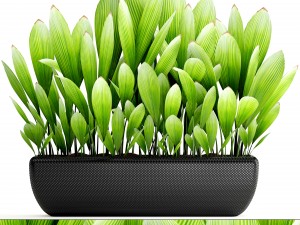 palm grass 3D मॉडल