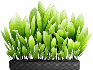 palm grass 3D Model