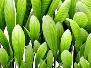 palm grass 3D Model