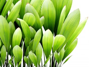 palm grass 3D Model