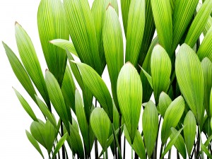 palm grass 3D Model