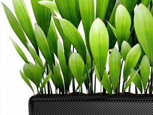 palm grass 3D Model