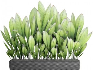 palm grass 3D Model