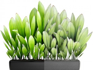 palm grass 3D Model