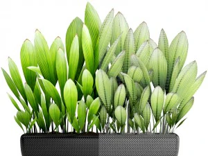 palm grass 3D Model