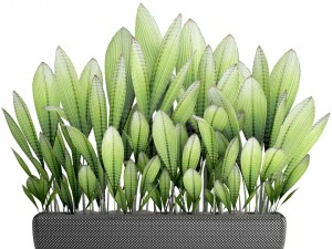 palm grass 3D Model