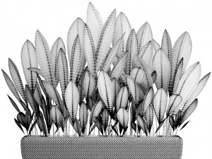 palm grass 3D Model