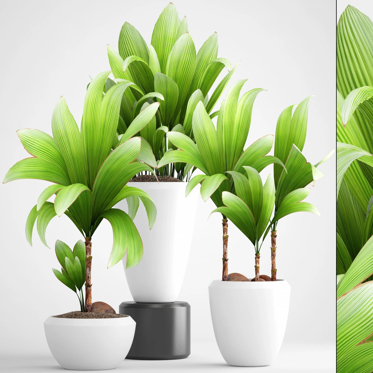 young coconut tree 3D Model .c4d .max .obj .3ds .fbx .stl .blend 