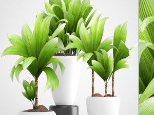 young coconut tree 3D मॉडल