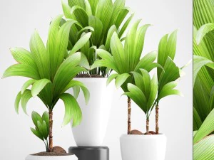 coqueiro jovem Modelo 3D