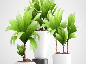 young coconut tree 3D Model