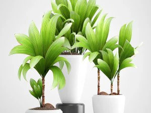 young coconut tree 3D Model