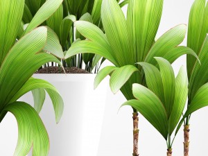 young coconut tree 3D Model