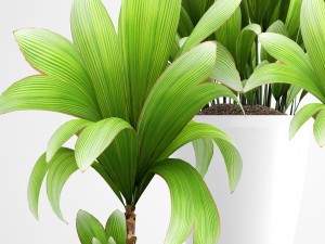young coconut tree 3D Model